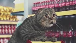 Kedili Reklamlar Kedi Sozluk Kedi Ve Dahasi
