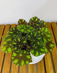 Maybe you would like to learn more about one of these? Begonia Tiger Paws Eyelash Begonia Furniture Home Living Gardening Plants Seeds On Carousell