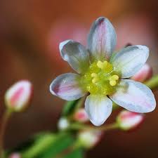 Image result for Coleus calycinus