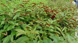 Image result for Excoecaria bussei