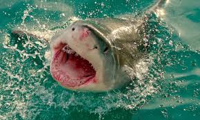 Are Young Great Whites Swimming Coastal Carolina Waters? | Hook, Line and  Science