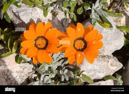Image result for Gazania krebsiana
