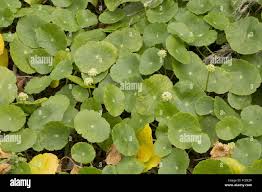 Image result for Hydrocotyle bonariensis