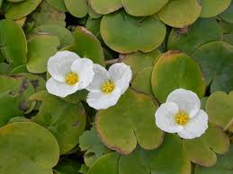 Image result for Hydrocharitaceae