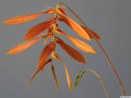 Image result for Bulbophyllum vulcanicum