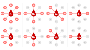 Cascade has served midwives and other healthcare professionals for over 40 years! Blood Types And Coronavirus Are Certain Types More Vulnerable To Covid 19 Cnn