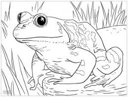 Download and print free tree frog coloring pages. Frogs Free Printable Coloring Pages For Kids