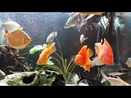 Red Parrot Fish Tank Mates Youtube