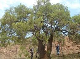 Image result for Ozoroa