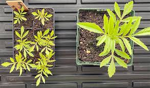 The terms are used interchangeably, and they mean the same thing. The Best Seed Starting Mix For A Beginner Vegetable Garden