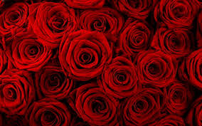@zibbax, genommen mit einem unbekannte kamera 01/10 2018 die aufnahme mit. 74 Red Roses Background On Wallpapersafari