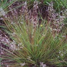 Image result for Eragrostis schweinfurthii