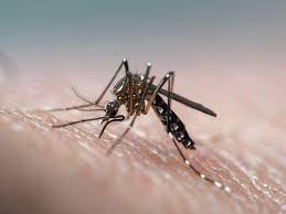When these pests bite, a little bit of their saliva is deposited into your skin. 11 Best Remedies For Mosquito Bites And Itching