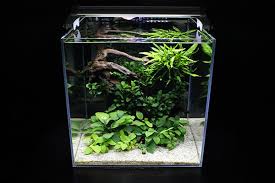 Nano Modern Aquascaping Betta Aquarium Nano Aquarium Aquascape