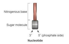 Dna Is A Structure That Encodes Biological Information Learn Science At Scitable