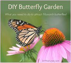 One candidate is asclepias tuberosa , the butterfly weed , which is a perennial plant species of milkweed. Diy Butterfly Garden Attract Monarch Butterflies To Your Butterfly Garden