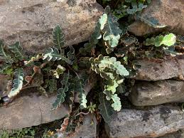 Image result for Asplenium cancellatum