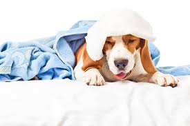 How to treat heartworms with ivermectin? Heartworms In Dogs Symptoms Causes Diagnosis Treatment Recovery Management Cost