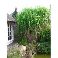 Miscanthus Floridulus Riesen Chinaschilf Baumschule Newgarden Gartengestaltung Hintergarten Garten