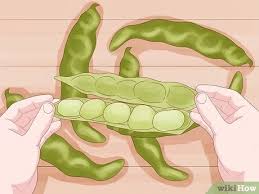 We did not find results for: How To Grow Broad Beans With Pictures Wikihow