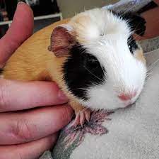 Check spelling or type a new query. Crested Guinea Pig Breed Info American English White Crested Thepetfaq
