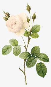 Millions Of Png Images Backgrounds And Vectors For Free Download Pngtree Watercolor Flowers Watercolor Flower Background White Flower Png