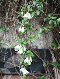 Clematis Cirrhosa Jingle Bells Clematis Group 1 Clematis Cirrhosa Clematis Plants