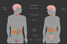 Image result for Endocrine Anatomy