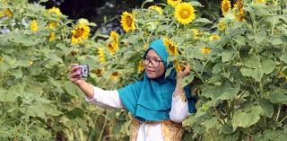 Masyari dan keluarganya bersyukur atas viralnya lahan miliknya itu. Kebun Bunga Matahari Bkt