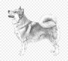 Kanada Eskimo Kopegi Coban Kopegi Izlanda Norvec Elkhound Norvec Buhund Bati Sibirya Laika Izlandali Coban Kopegi Seffaf Png Goruntusu