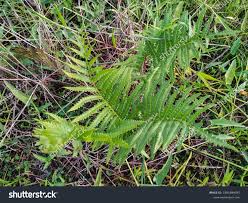 Image result for Cyclosorus