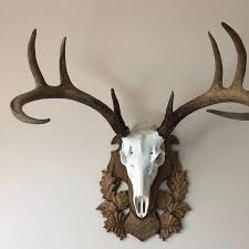Skin and cut as much meat and hide as possible. Taxidermy Trophy Shield Walnut Oak Wood Base Mounting Plaque Hunting Roe Deer Antler Home Decor Home Living