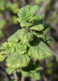 Image result for Clinopodium myrianthum