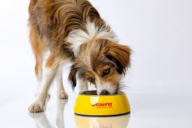 Besonders gyros und schweinebraten sind tabu: Nass Oder Trockenfutter Was Ist Das Beste Fur Meinen Hund