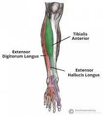 muscles of the leg anterior lateral posterior