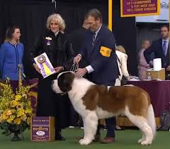 Which breed are you cheering for in the working group? Pierce Bred St Bernard Wins Best In Breed At Westminster Dog Show Vying For Best In Group Or Even Show Tuesday Night Greeley Tribune