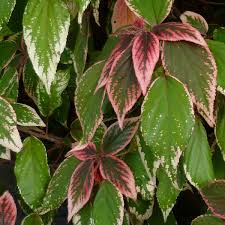 Image result for Acalypha ambigua