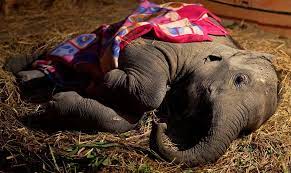 Injured wild elephant receives help from conservation team