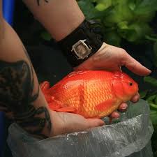 The largest pet store you've ever seen! Stop Aquarium Dumping Humanely Dispose Of Your Fish Pethelpful By Fellow Animal Lovers And Experts
