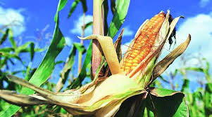 Genetically modified maize (corn) is a genetically modified crop. Bihar An Unlikely Corn Revolution India News The Indian Express