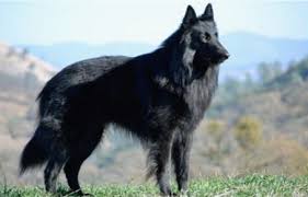 Expect to pay less for a puppy without papers, however, we do not recommend buying a puppy without papers. Belgian Sheepdog Breeders Belgian Sheepdog Club Of America