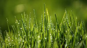 wallpaper green grass 4k hd wallpaper 8k field dew nature 4708 wallpaper green grass 4k hd wallpaper