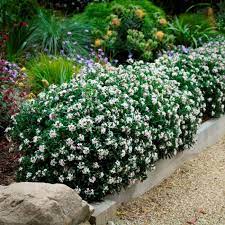 One plant is in south facing garden but again no hello can you please tell me if i can plant a 10cm pot 'daphne x transatlantica eternal fragrance' into a raised bed outside immediately (may) or does. Daphne Eternal Fragrance