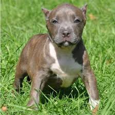 Unsere pitbull welpen sind 12 wochen alt, haben einen eu ausweis, sind komplett geimpft, entwurmt und gechipt. American Pitbull Terrier Welpen 620943 Pitbull Terrier American Pitbull Pitbull Terrier Welpen