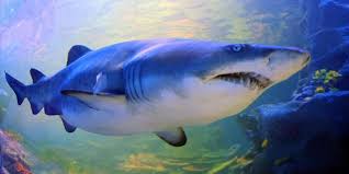 Bilim Insanlari Dev Kopek Baligi Megalodon Un Uzunlugunu Acikladi