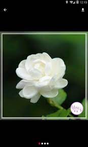 You can preview it at the website buyafont.com. Jual Benih Bunga Melati Putih Di Lapak Subur Hijau Bukalapak