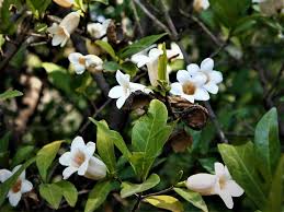 Image result for Rothmannia globosa