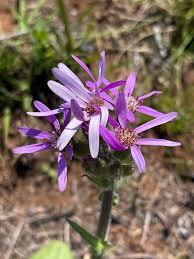 Image result for Senecio speciosus