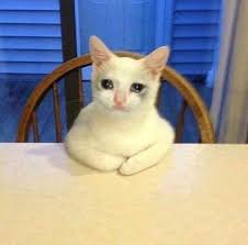 Check out our crying cat meme selection for the very best in unique or custom, handmade pieces from our keyboards & mice shops. Lux Wild Bird Of Prey On Twitter Cursed Crying Cat Memes As Shizuns A Thread Might Later Include Other Danmei Characters Feel Free To Add Your Own 1 Luo Fenghua 2ha