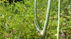 Image result for Pseudopodospermum hispanicum